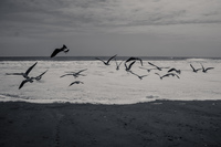 Seagulls Herd Iquique,  Región de Tarapacá,  Chile, South America