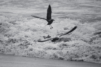 seagulls playing La Serena,  Región de Coquimbo,  Chile, South America