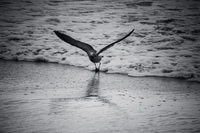 gull fly La Serena,  Región de Coquimbo,  Chile, South America