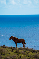 Potrait of a Wild horse Isla de Pascua,  Región de Valparaíso,  Chile, South America