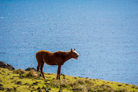 Wild horse Scream Isla de Pascua,  Región de Valparaíso,  Chile, South America