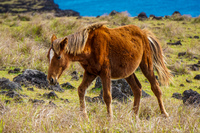Wild horses Trout Isla de Pascua,  Región de Valparaíso,  Chile, South America