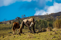 Wild horse smell butt Isla de Pascua,  Región de Valparaíso,  Chile, South America