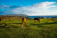 Wild horses of Easter Island Feeding Isla de Pascua,  Región de Valparaíso,  Chile, South America