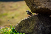 Easter Island Sparrow Isla de Pascua,  Región de Valparaíso,  Chile, South America