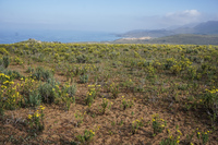 Blooming Desert La Higuera,  Región de Coquimbo,  Chile, South America