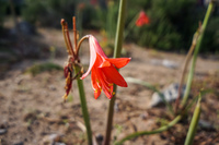 Blooming Desert La Higuera,  Región de Coquimbo,  Chile, South America