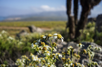 Blooming Desert La Higuera,  Región de Coquimbo,  Chile, South America