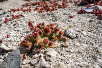 Blooming Desert La Higuera,  Región de Coquimbo,  Chile, South America