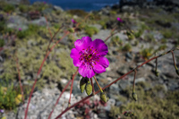 Blooming Desert La Higuera,  Región de Coquimbo,  Chile, South America