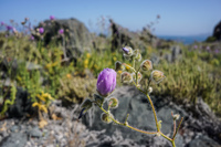 Blooming Desert La Higuera,  Región de Coquimbo,  Chile, South America