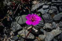 Blooming Desert La Higuera,  Región de Coquimbo,  Chile, South America