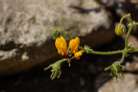 Poisonous yellow flower La Higuera,  Región de Coquimbo,  Chile, South America