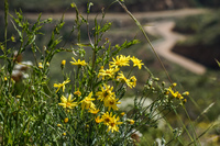 Blooming Desert La Higuera,  Región de Coquimbo,  Chile, South America