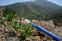 Toothbrush and flowers La Higuera,  Región de Coquimbo,  Chile, South America