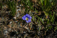 Blooming Desert La Higuera,  Región de Coquimbo,  Chile, South America