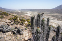 cactus of blooming desert La Higuera,  Región de Coquimbo,  Chile, South America