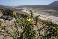 Flowers of Blooming desert La Higuera,  Región de Coquimbo,  Chile, South America