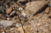 Flowers of Blooming desert La Higuera,  Región de Coquimbo,  Chile, South America