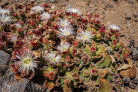 20151011130940_Flowers_of_Blooming_desert