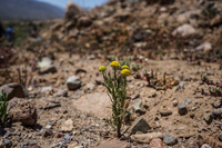 Flowers of Blooming desert La Higuera,  Región de Coquimbo,  Chile, South America