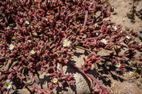 Flowers of Blooming desert La Higuera,  Región de Coquimbo,  Chile, South America