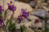 Flowers of Blooming desert La Higuera,  Región de Coquimbo,  Chile, South America