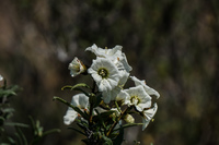 Flowers of Blooming desert La Higuera,  Región de Coquimbo,  Chile, South America