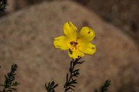 Flowers of Blooming desert La Higuera,  Región de Coquimbo,  Chile, South America