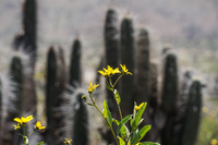 Flowers of Blooming desert La Higuera,  Región de Coquimbo,  Chile, South America