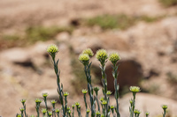 Flowers of Blooming desert La Higuera,  Región de Coquimbo,  Chile, South America