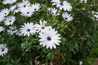 20151012105814_Blooming_white_flowers