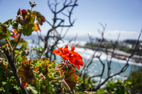 Orange Flowers of Valapariso Valparaíso,  Región de Valparaíso,  Chile, South America