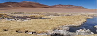 Salar de Tara San Pedro de Atacama,  Región de Antofagasta,  Chile, South America