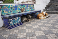20150923095628_Sleeping_dogs_at_Cordoba_Neptune_Park