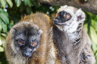 20150923123752_Lemur_Friends