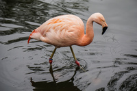20150923131944_Flamingo