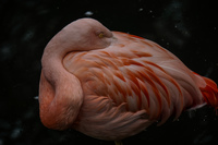 20150923132043_Sleeping_Flamingo