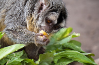 20150923143057_Lemur_feeding