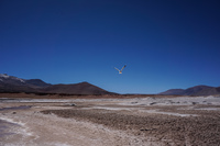 andean gull in Piedras Rojas San Pedro de Atacama,  Región de Antofagasta,  Chile, South America