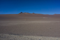 Vicunas near Salar de Tara San Pedro de Atacama,  Región de Antofagasta,  Chile, South America
