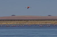 Salar de Tara Flamingos San Pedro de Atacama,  Región de Antofagasta,  Chile, South America