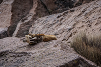 Vizcacha is dead Putre,  Región de Arica y Parinacota,  Chile, South America