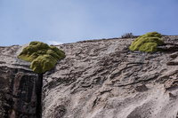 mossy plants Putre,  Región de Arica y Parinacota,  Chile, South America