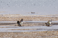 birds of Lauca Putre,  Región de Arica y Parinacota,  Chile, South America
