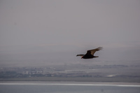 Vulture in Arica Arica,  Región de Arica y Parinacota,  Chile, South America