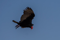 Vulture of Arica Arica,  Región de Arica y Parinacota,  Chile, South America