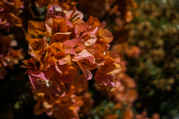 orange flowers Pica,  Región de Tarapacá,  Chile, South America