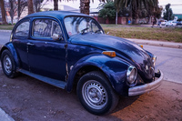 blue beetled La Serena,  Región de Coquimbo,  Chile, South America