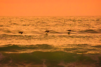 Pelican Sunset La Serena,  Región de Coquimbo,  Chile, South America